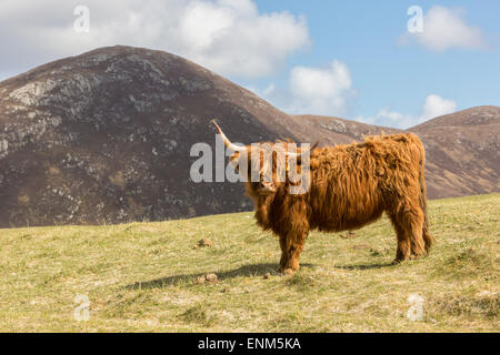 Une vache Highland paissant dans un champ avec des montagnes en arrière-plan Banque D'Images