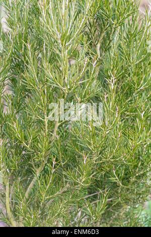 Callistemon sieberi, communément connu sous le nom de river bottlebrush. Banque D'Images