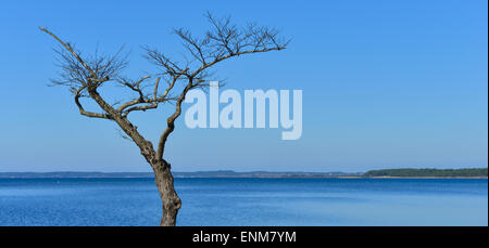 Arbre mort sur le bord d'un lac Banque D'Images