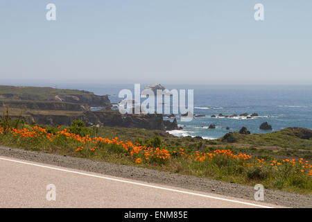 Des coquelicots sauvages qui poussent le long de l'autoroute de Californie 1 (autoroute de la côte du Pacifique) à travers la région de Big sur de la côte du centre de la Californie Banque D'Images