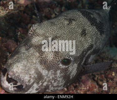 Portrait d'un poisson-globe carte Banque D'Images