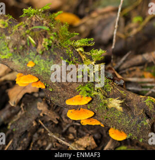 Champignons poussant sur un tronc d'arbre tombé Banque D'Images