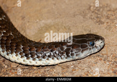 Serpent venimeux aux yeux bleus Banque D'Images