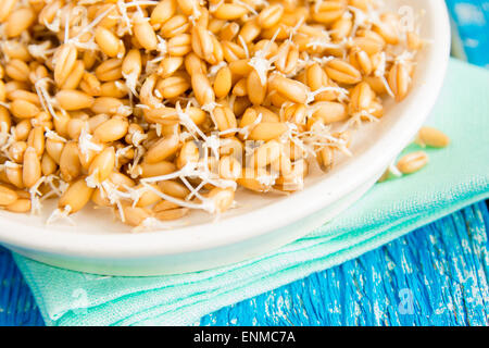 Les graines de blé germé sur une assiette blanche et fond de bois, Close up, selective focus Banque D'Images