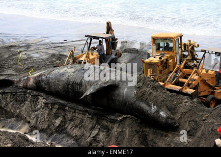 (150508) -- TIJUANA, 8 mai 2015 (Xinhua) -- les travailleurs enterrer une baleine grise au bord de la mer de Playas de Tijuana, à Tijuana, au nord-ouest du Mexique, le 7 mai 2015. Les 15 mètres et 14 tonnes de baleine grise a été trouvé mort ici mercredi. (Xinhua/Eduardo Jaramillo/NOTIMEX) Banque D'Images