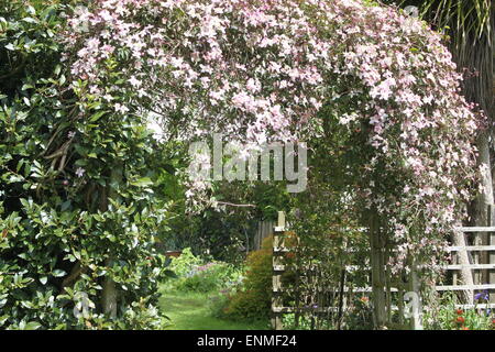 clematis, Ranunculaceae, croissant sur la pergola dans le jardin en été Banque D'Images