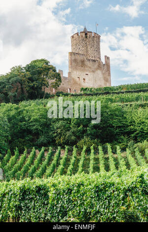 Vignes au-dessus de Kaysersberg, Alsace, France, avec des ruines du château de Schlossberg à distance Banque D'Images