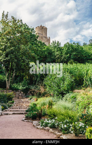 Vignes au-dessus de Kaysersberg, Alsace, France, avec des ruines du château de Schlossberg à distance Banque D'Images