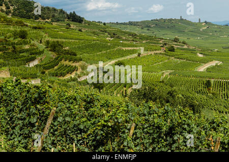 Vignes au-dessus de Kaysersberg, Alsace, France Banque D'Images