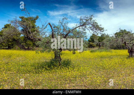 Arbre généalogique Olive entouré de fleurs de moutarde jaune Banque D'Images