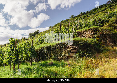 Vignes au-dessus de Kaysersberg, Alsace, France Banque D'Images