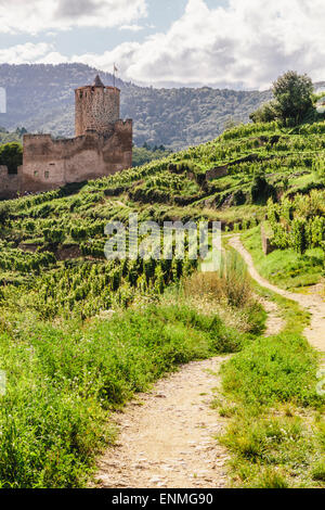 Vignes au-dessus de Kaysersberg, Alsace, France, avec des ruines du château de Schlossberg à distance Banque D'Images