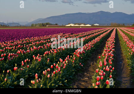 Magnifique champ de tulipes coloré ou champs près du coucher du soleil dans la vallée de Skagit, État de Washington, États-Unis au printemps. Banque D'Images