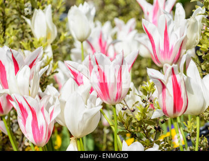 Les tulipes blanches et roses au début de l'été. Banque D'Images