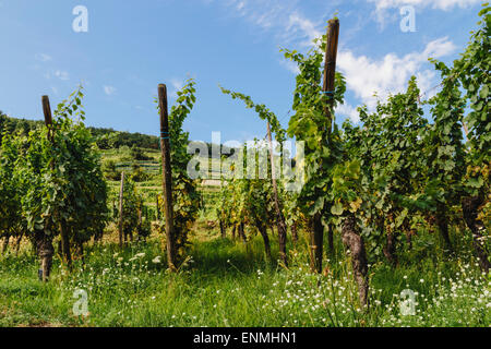 Vignes au-dessus de Kaysersberg, Alsace, France Banque D'Images