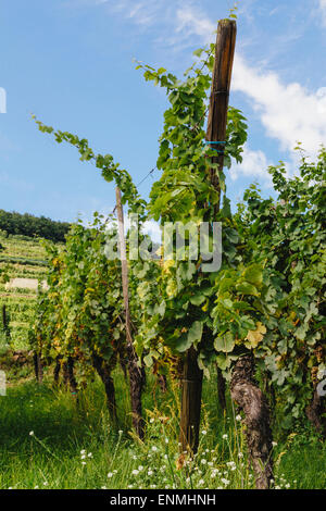 Vignes au-dessus de Kaysersberg, Alsace, France Banque D'Images