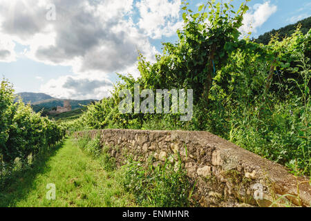 Vignes au-dessus de Kaysersberg, Alsace, France, avec des ruines du château de Schlossberg à distance Banque D'Images