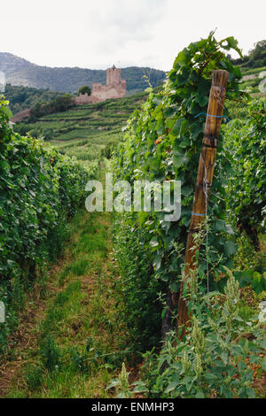 Vignes au-dessus de Kaysersberg, Alsace, France, avec des ruines du château de Schlossberg à distance Banque D'Images