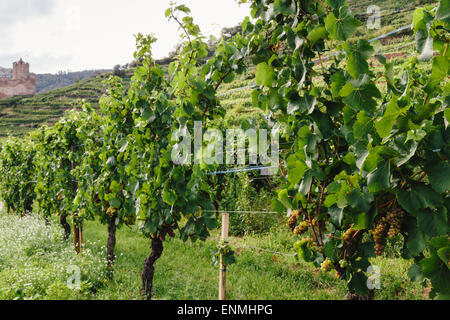 Vignes au-dessus de Kaysersberg, Alsace, France, avec des ruines du château de Schlossberg à distance Banque D'Images