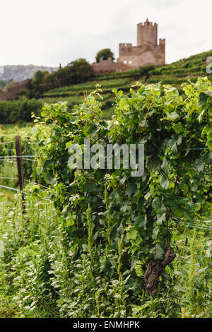 Vignes au-dessus de Kaysersberg, Alsace, France, avec des ruines du château de Schlossberg à distance Banque D'Images