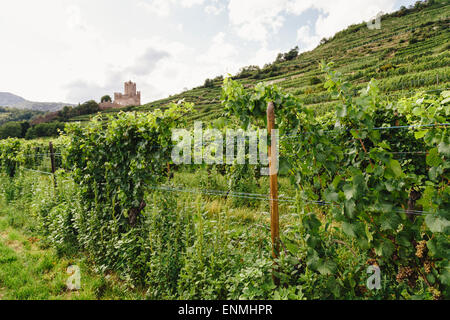 Vignes au-dessus de Kaysersberg, Alsace, France, avec des ruines du château de Schlossberg à distance Banque D'Images