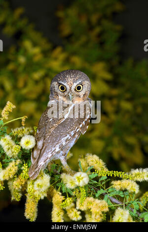 Owl Micrathene whitneyi Elf Tucson, comté de Pima, Arizona, United ...