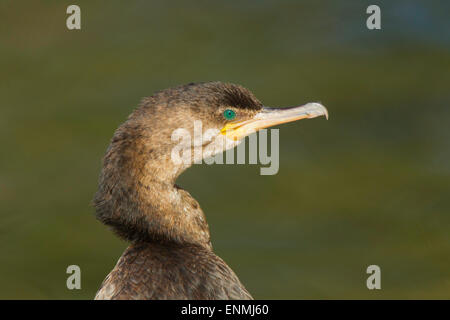 Cormoran Phalacrocorax brasilianus Tucson, Arizona, United States 13 février Phalacrocoracidés immatures Banque D'Images