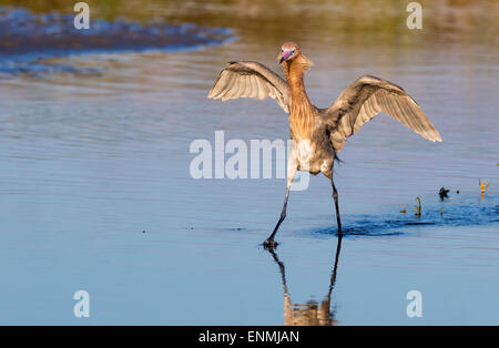 Aigrette garzette (Egretta rufescens rougeâtre) la chasse en marais salé au lever du soleil, Galveston, Texas, États-Unis. Banque D'Images