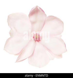 Magnolia rose, fleur de printemps Banque D'Images