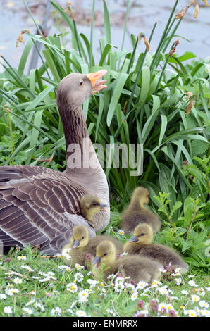 Londres, Royaume-Uni. 8 mai, 2015. Météo France : Le gosling sous l'aile. Credit : JOHNNY ARMSTEAD/Alamy Live News Banque D'Images