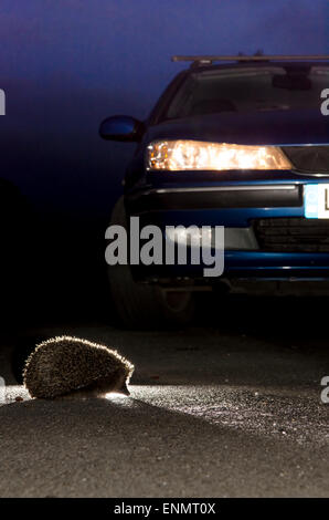 Hérisson, Erinaceus europaeus, crossing Road en face de voiture avec les phares sur la nuit. Sussex, UK. Mai. Banque D'Images