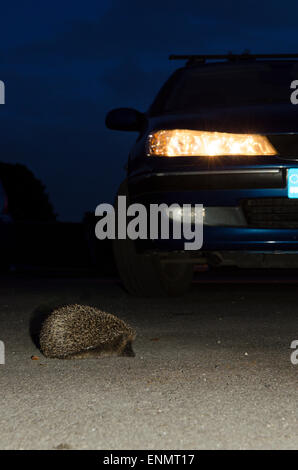 Hérisson, Erinaceus europaeus, crossing Road en face de voiture avec les phares sur la nuit. Sussex, UK. Mai. Banque D'Images