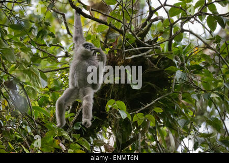 Un gibbon Javan (Hylobates moloch, gibbon argenté) qui se trouve dans le parc national Gunung Halimun Salak, à Java-Ouest, en Indonésie. Banque D'Images