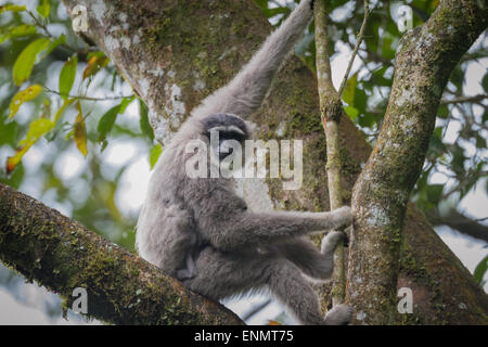 Portrait d'une femelle de gibbon Javan (Hylobates moloch, gibbon argenté) transportant un nourrisson dans le parc national Gunung Halimun Salak. Banque D'Images