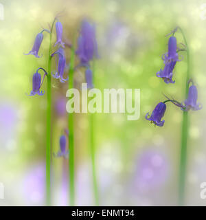 Au début du printemps de fleurs sauvages des forêts bluebell avec de belles fleurs bokeh. Hallerbos, Belgique Banque D'Images