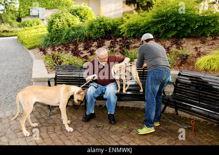 Deux homme avec deux chien assis sur un banc de parc, un chien un sharbei et l'autre un grand danois. Banque D'Images