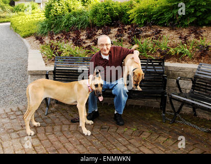 Un vieillard assis sur un banc avec ses deux chien, un dogue allemand et un sharpei sur un banc dans le parc. Banque D'Images