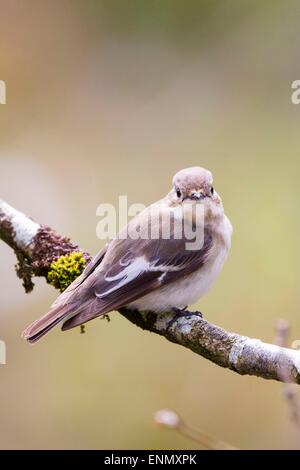 Une femelle (Ficedula hypoleuca) à Gilfach Banque D'Images