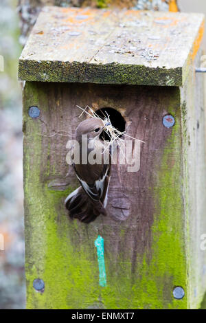 Une femelle (Ficedula hypoleuca) entrant dans un nichoir avec matériel de nidification à Gilfach Banque D'Images