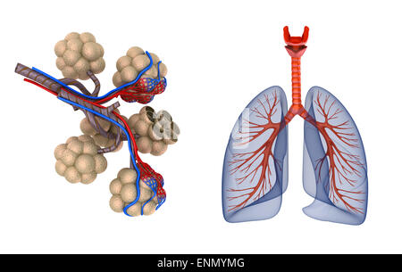 Dans les alvéoles des poumons - saturer le sang par l'oxygène Banque D'Images