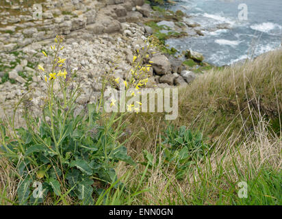 Chou sauvage - Brassica oleracea, croissant sur les falaises du Dorset. Banque D'Images