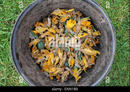 Des jonquilles à vide dans un seau après les capitules sont morts. Banque D'Images