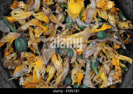 Des jonquilles à vide dans un seau après les capitules sont morts. Banque D'Images