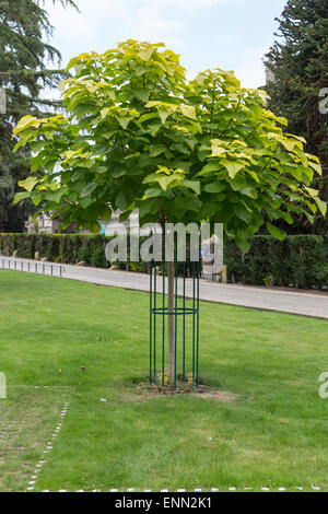 Royaume-uni, Angleterre, Oxford. Haricot indien, arbre Catalpa bignonioides. Banque D'Images