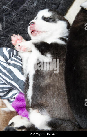 Deux vieux Sleepy semaine husky chiots avec leurs adorables petits visages Banque D'Images