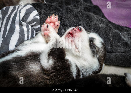 Deux vieux Sleepy semaine husky chiots avec leurs adorables petits visages Banque D'Images