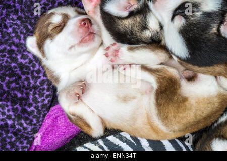 Deux vieux Sleepy semaine husky chiots avec leurs adorables petits visages Banque D'Images