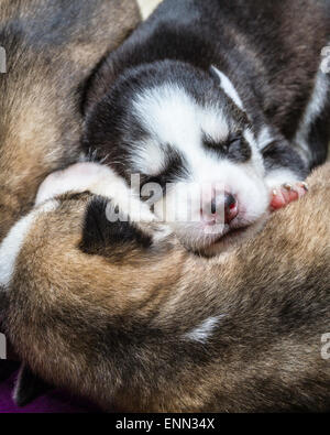 Deux vieux Sleepy semaine husky chiots avec leurs adorables petits visages Banque D'Images