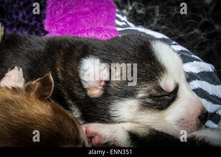 Deux vieux Sleepy semaine husky chiots avec leurs adorables petits visages Banque D'Images