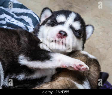 Deux vieux Sleepy semaine husky chiots avec leurs adorables petits visages Banque D'Images